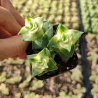 Read Succulents Depot Reviews