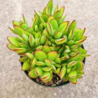 Read Succulents Depot Reviews
