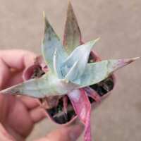 Read Succulents Depot Reviews