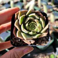 Read Succulents Depot Reviews