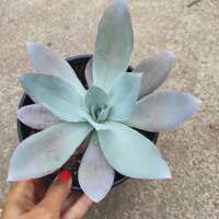 Read Succulents Depot Reviews