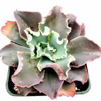 Read Succulents Depot Reviews
