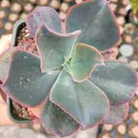 Read Succulents Depot Reviews