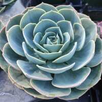 Read Succulents Depot Reviews