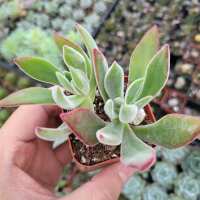 Read Succulents Depot Reviews