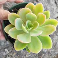 Read Succulents Depot Reviews