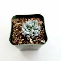 Read Succulents Depot Reviews