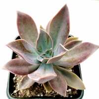 Read Succulents Depot Reviews