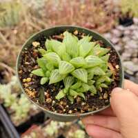 Read Succulents Depot Reviews