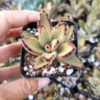 Read Succulents Depot Reviews