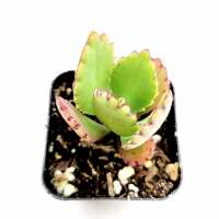 Read Succulents Depot Reviews