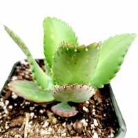 Read Succulents Depot Reviews