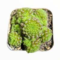 Read Succulents Depot Reviews