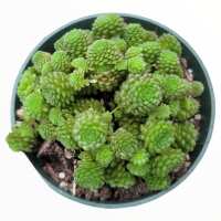Read Succulents Depot Reviews