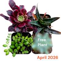 Read Succulents Depot Reviews