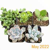 Read Succulents Depot Reviews