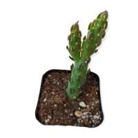 Read Succulents Depot Reviews
