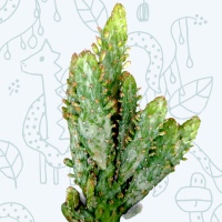 Read Succulents Depot Reviews