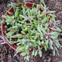 Read Succulents Depot Reviews