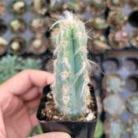 Read Succulents Depot Reviews