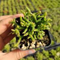 Read Succulents Depot Reviews