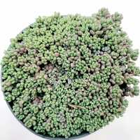 Read Succulents Depot Reviews