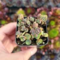 Read Succulents Depot Reviews