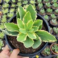 Read Succulents Depot Reviews