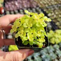 Read Succulents Depot Reviews