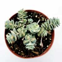Read Succulents Depot Reviews