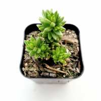 Read Succulents Depot Reviews