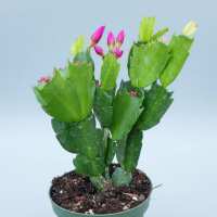 Read Succulents Depot Reviews