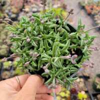 Read Succulents Depot Reviews