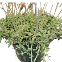 Read Succulents Depot Reviews