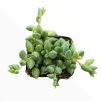Read Succulents Depot Reviews