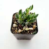 Read Succulents Depot Reviews