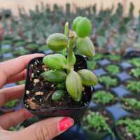 Read Succulents Depot Reviews