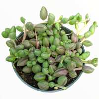 Read Succulents Depot Reviews