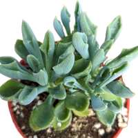 Read Succulents Depot Reviews