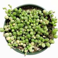 Read Succulents Depot Reviews