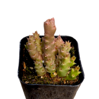 Read Succulents Depot Reviews