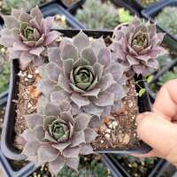 Read Succulents Depot Reviews
