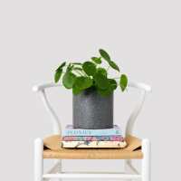 Read The Good Plant Co. Reviews