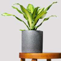 Read The Good Plant Co. Reviews