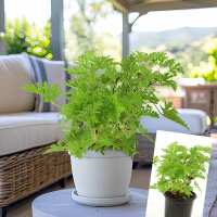 Read Decor Steals Reviews