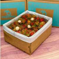 Read Tropical Fruit Box Reviews