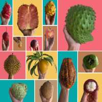 Read Tropical Fruit Box Reviews