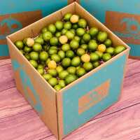 Read Tropical Fruit Box Reviews