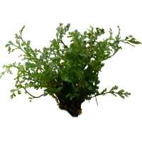 Read Green Aqua Reviews