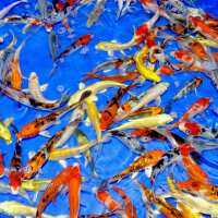 Read Complete Koi & Aquatics Reviews